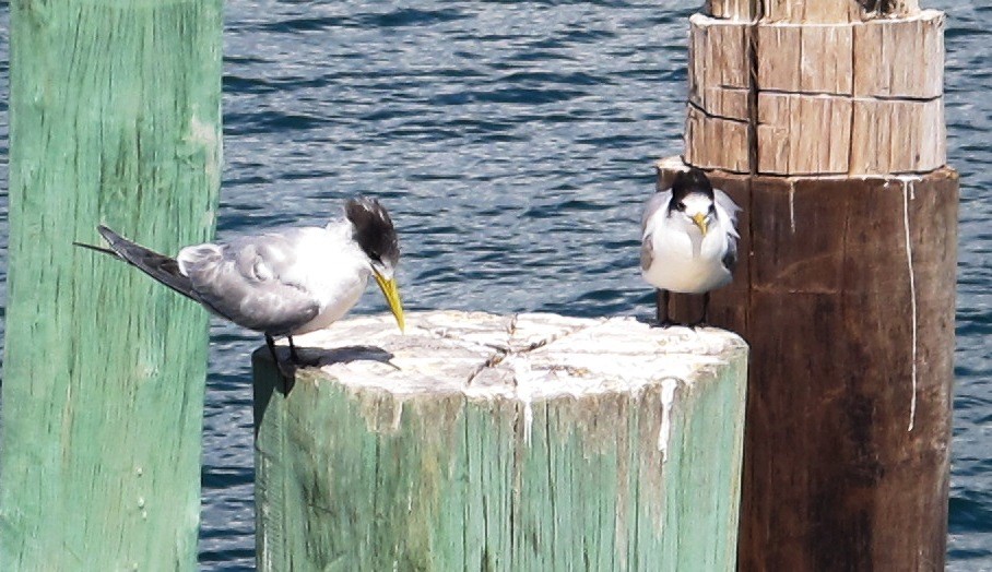 terns busselton