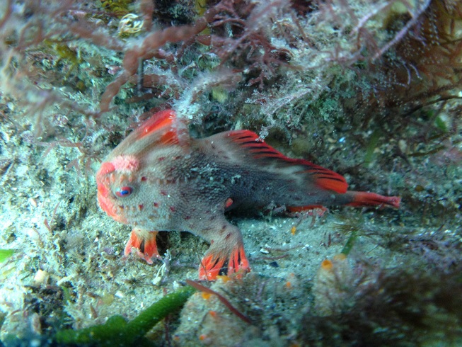 handfish