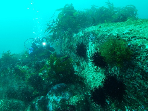 Incipient black urchin barrens for in the MPA but are kept at bay by large crayfish