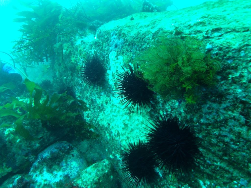 urchin barren2