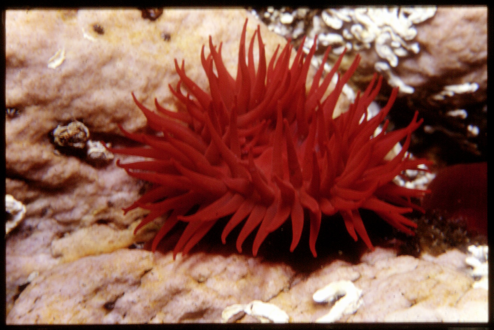 waratah anemone bt hbr