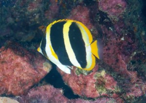 butterfly fish