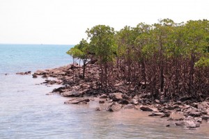 mangrove