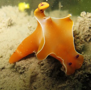 nudibranch