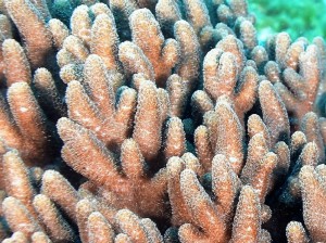 soft coral2