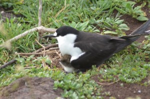 sooty terns