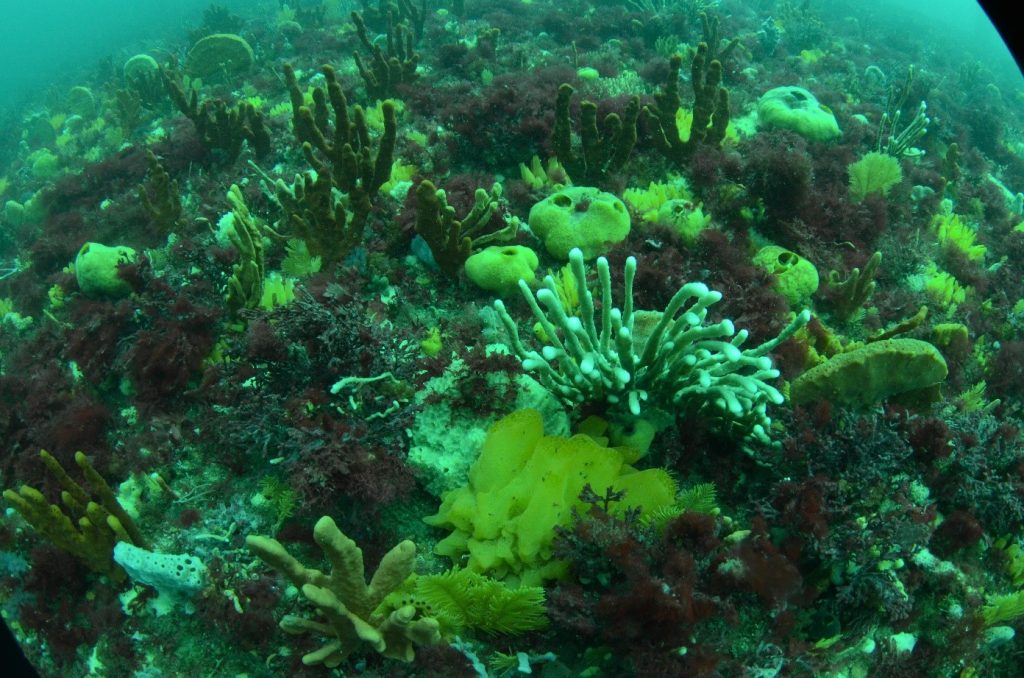 Sponges are the ocean's natural DNA collectors