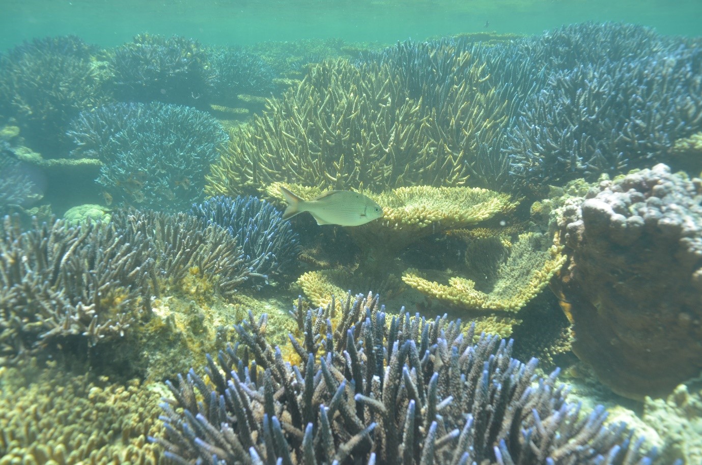 Central West – Geraldton and the Abrohlos Is | MARINE LIFE NETWORK